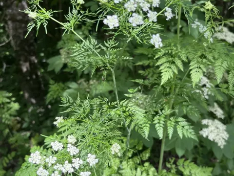 Turnip-rooted chervil