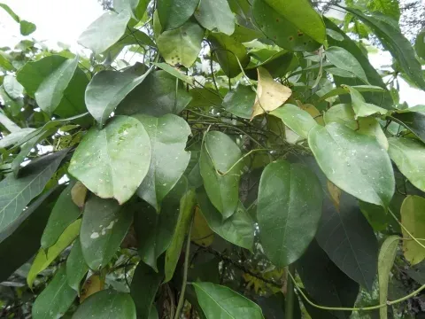 Kolobopetalum