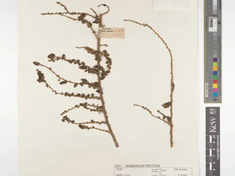 Bassia salsoloides