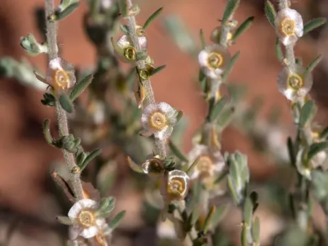 Kochia villosa