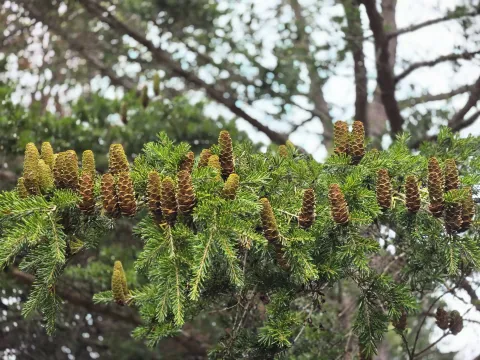 Keteleeria
