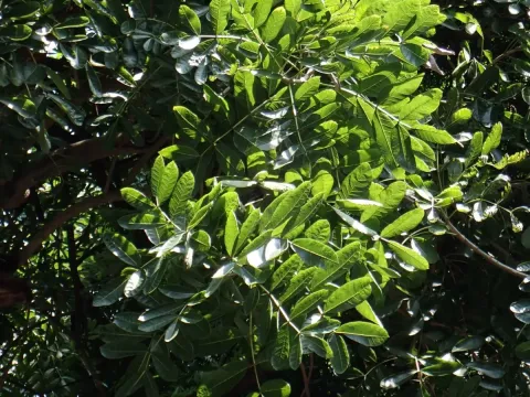 Kigelia pinnata
