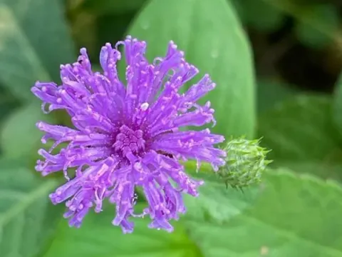 Kinghamia