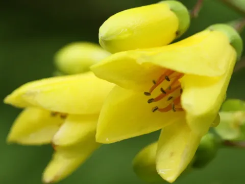 Yellow waxbells