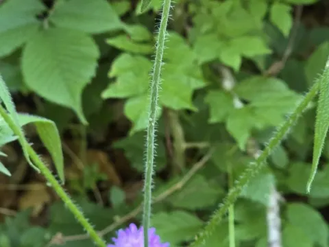 Teasel scabious
