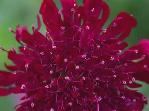 Purple scabious