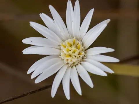 Чапталія