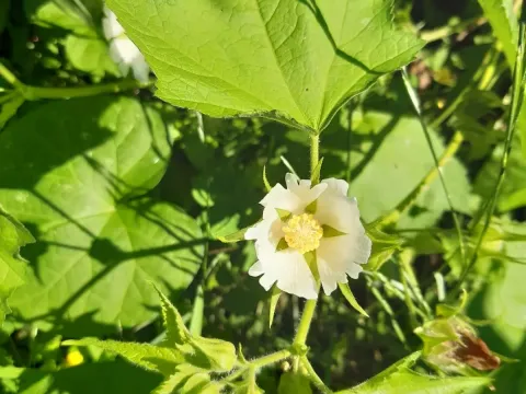 Kitaibela