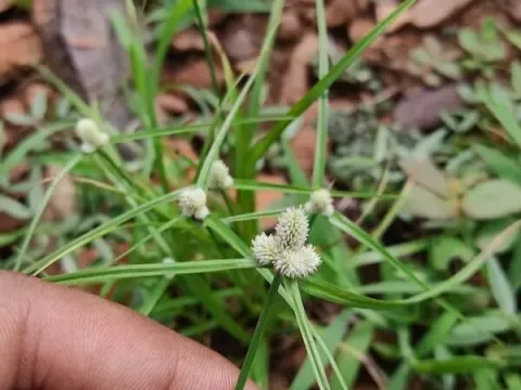 Cyperus tenuifolius