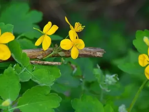Celandine