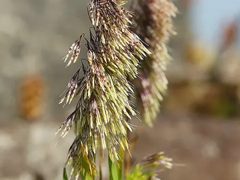 Lamarckia