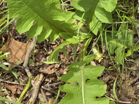 Lactuca biennis