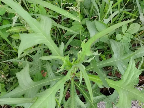 Dragon lettuce