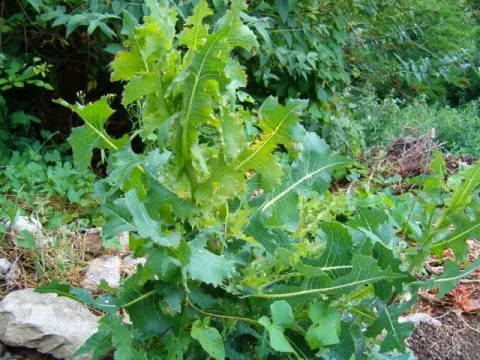 Lactuca dregeana