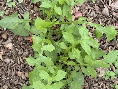 Florida lettuce