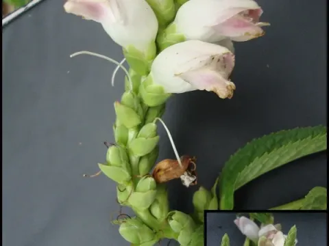 Chelone