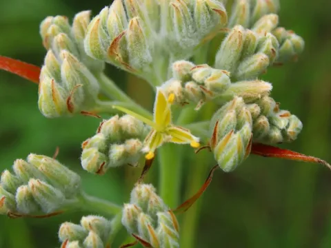 Lachnanthes
