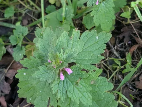 Cut-leaved dead-nettle