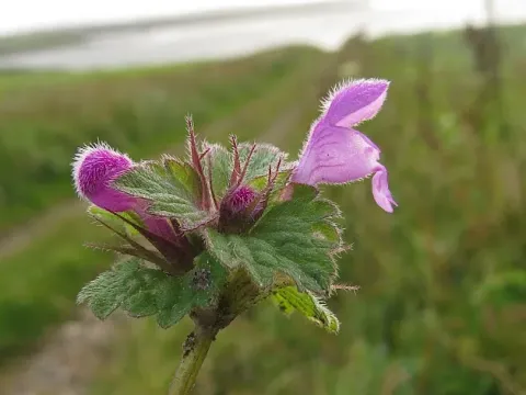 Northern dead-nettle