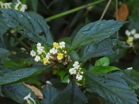 Lantana brasiliensis