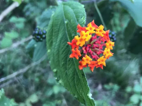 Lantana cujabensis