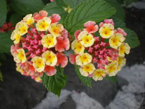 Lantana hispida
