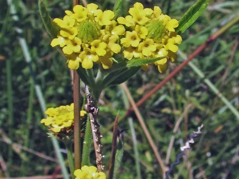 Lantana ovata