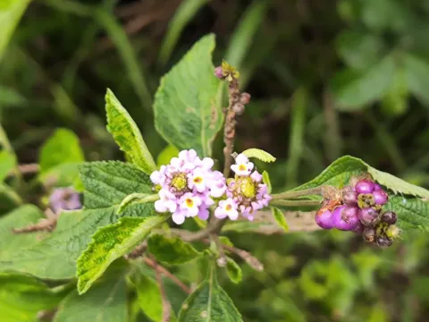 Lantana trifolia