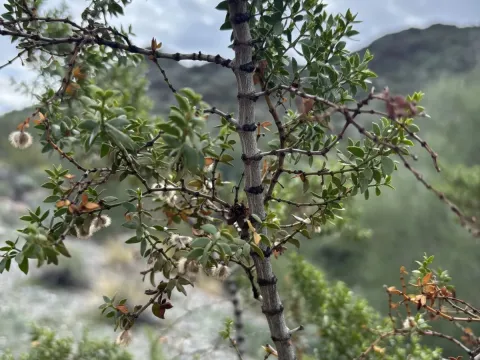 Ларрея