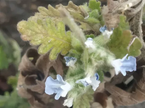 Gibson's lavender