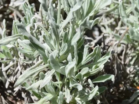 Woolly lavender