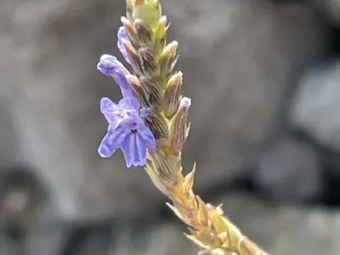 Lavandula coronopifolia