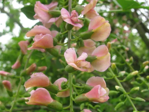 Laburnocytisus