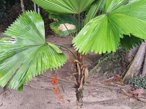 Licuala