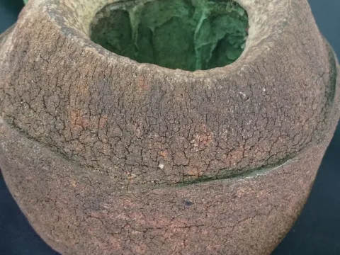 Lecythis usitata