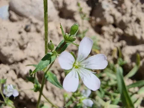 Lepyrodiclis