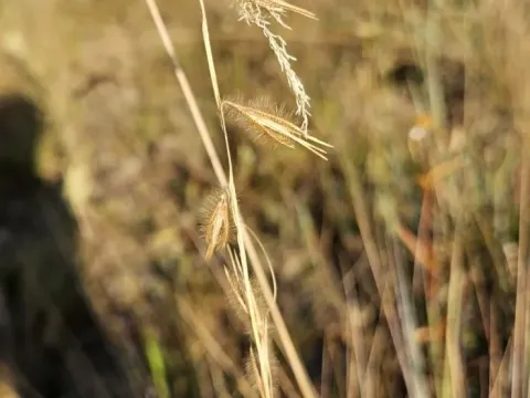 Loudetiopsis