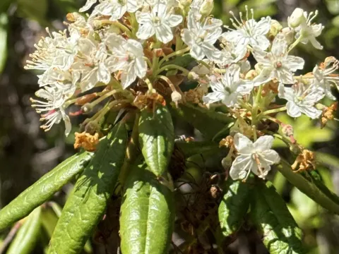 Colombian Labrador tea
