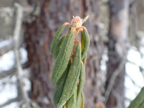 Labrador tea