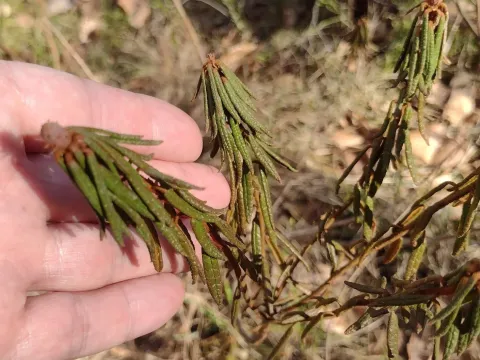 Marsh Labrador tea