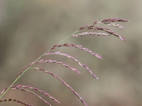 Leptochloa decipiens