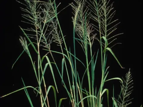 Leptochloa domingensis