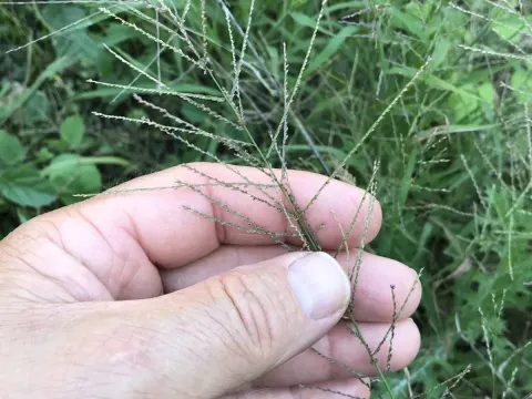 Leptochloa mucronata