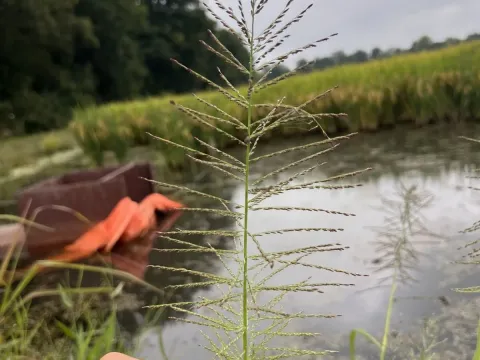 Leptochloa panicoides