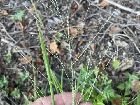 Leptochloa panicea