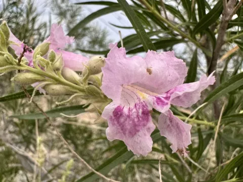 Desert willow