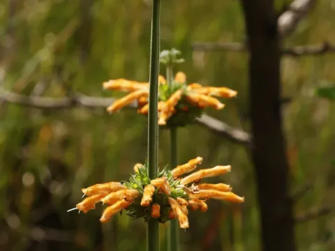 Leonotis