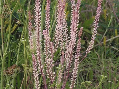 Lepidium auriculatum
