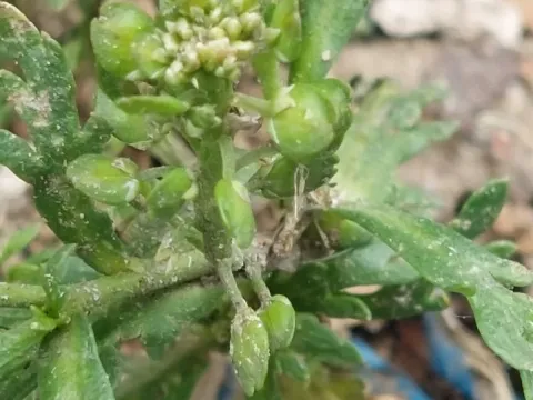 Lepidium bipinnatifidum