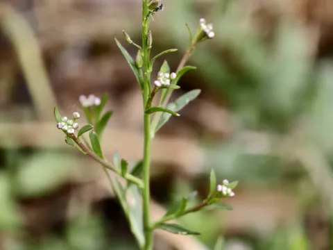 Grass-leaved pepperwort